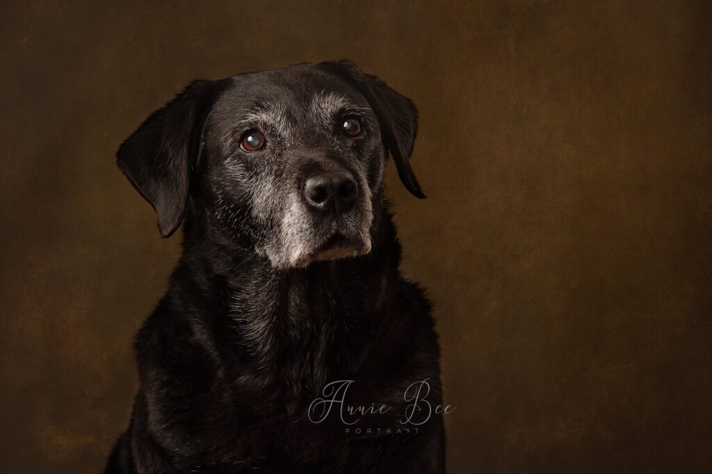 Studio portrait of an elderly black Labrador Retriever with grey muzzle