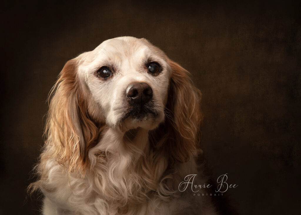 Studio Portrait of an Old Dog