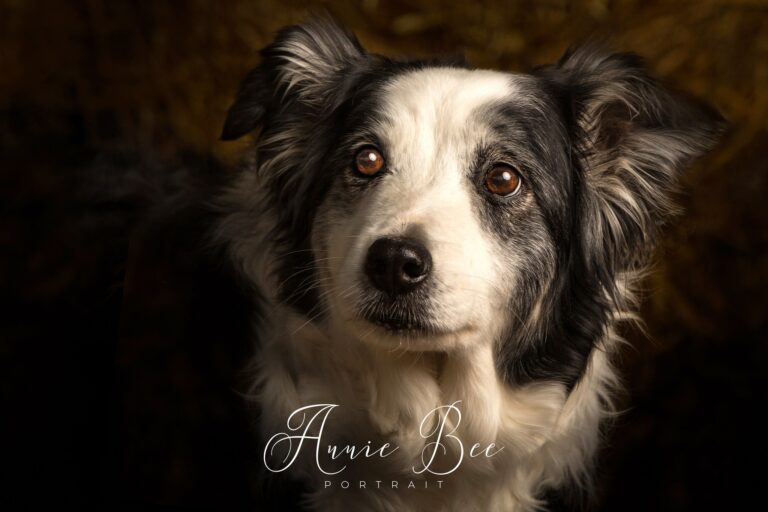 FIVE “MUST TAKE” PHOTOS OF OLDER DOGS