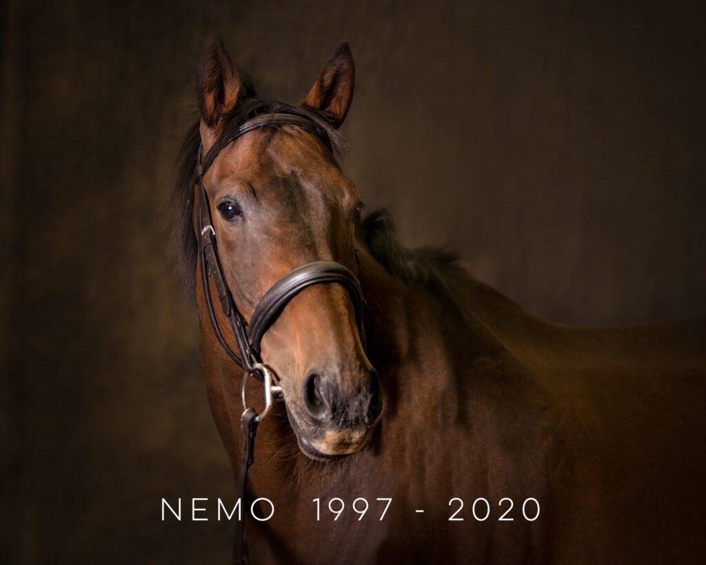 Studio portrait of a bay horse showing years of birth and death