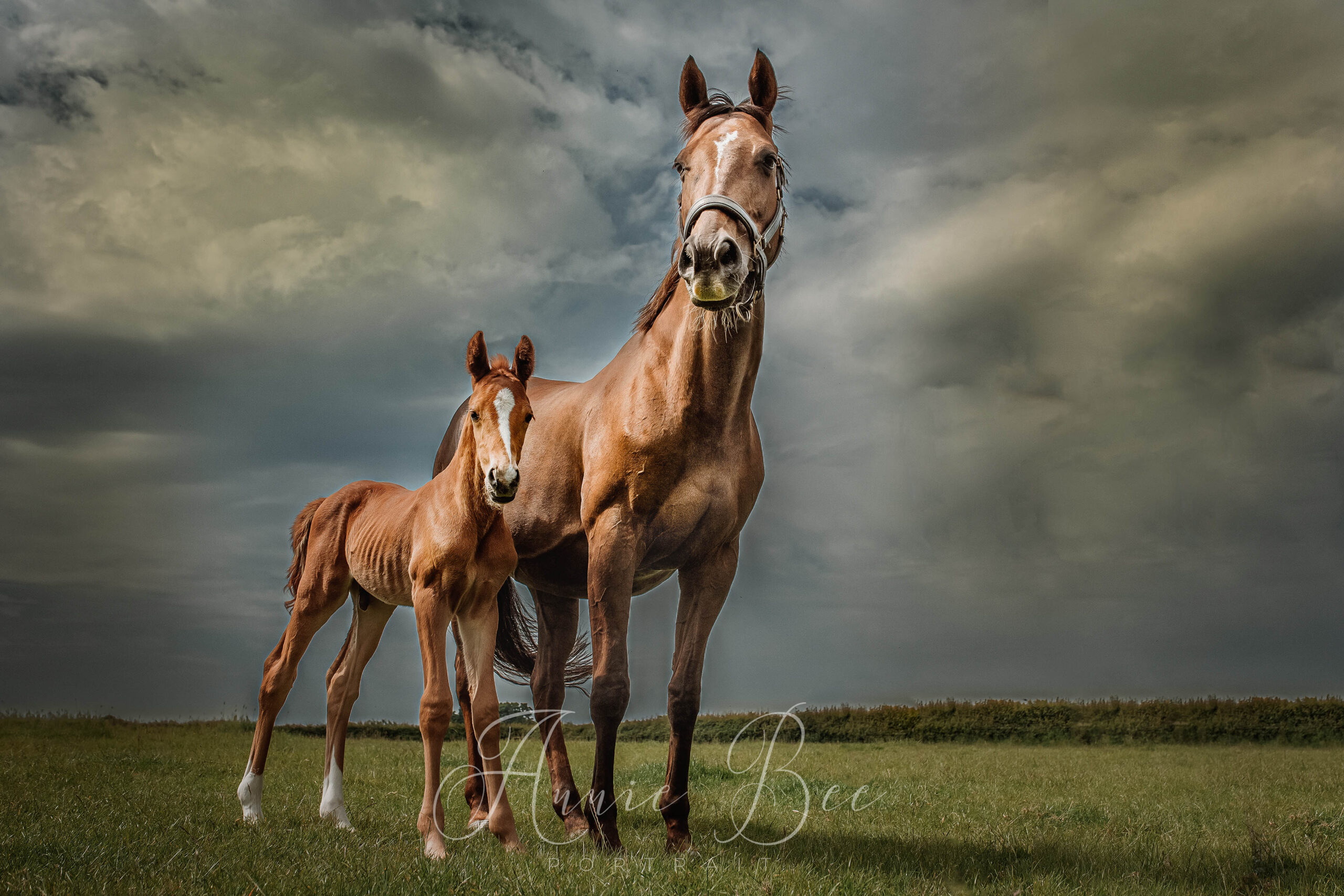 Mare and foal against a stormy sky