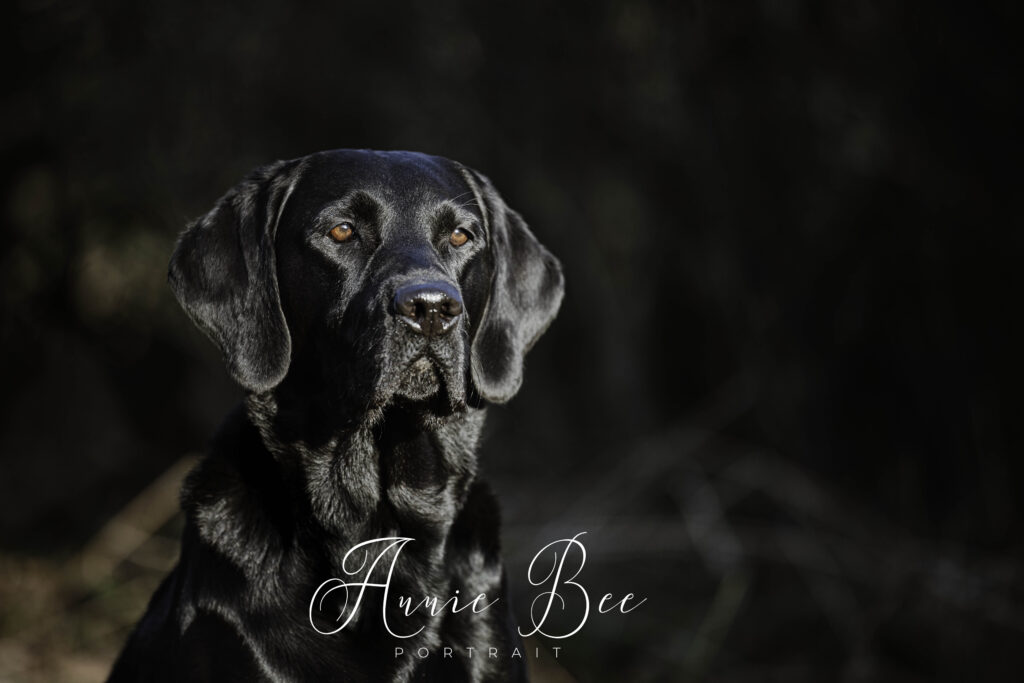Outside portrait of a black labrador